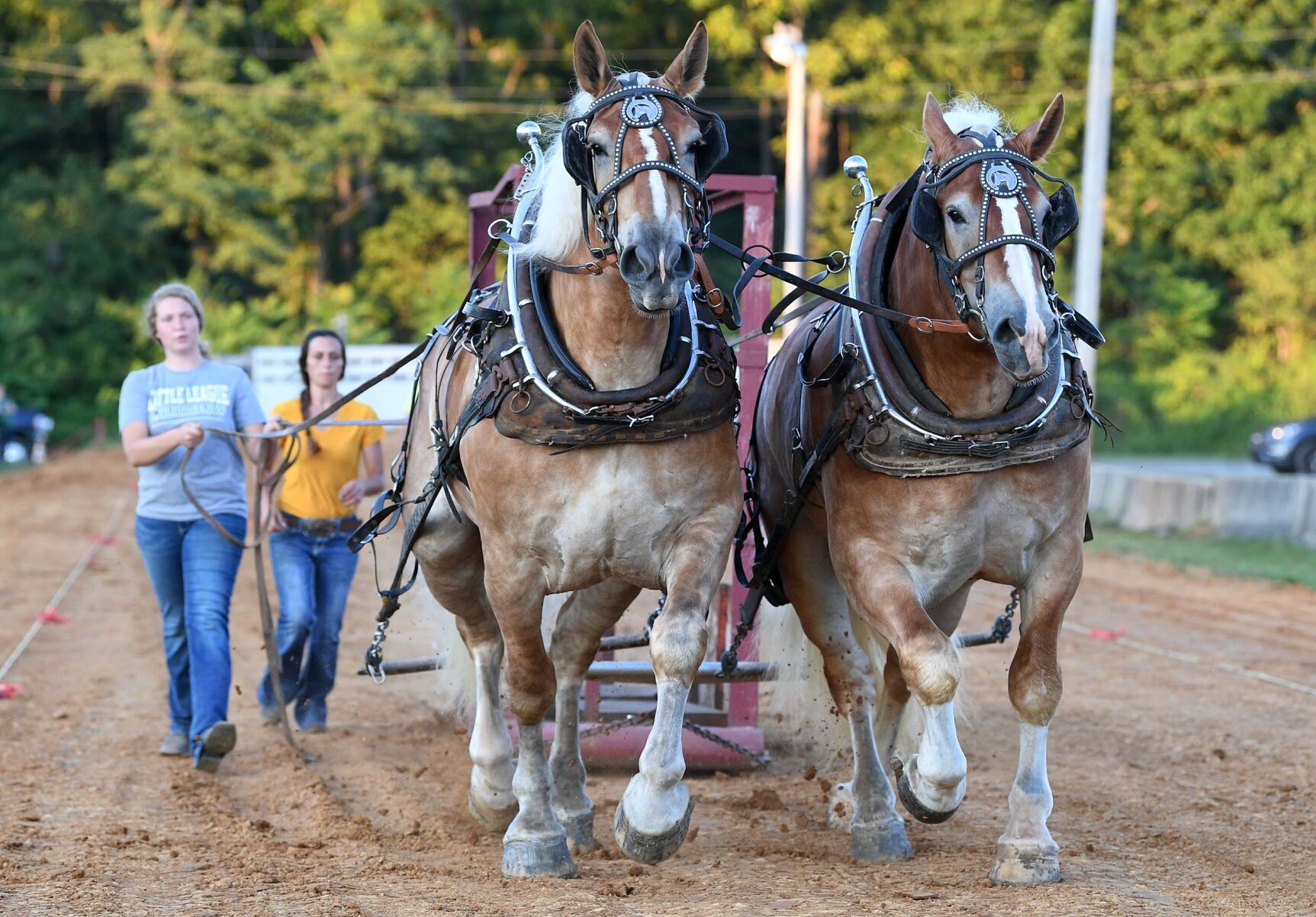 Tirage au sort de chevaux de trait Ag Expo 7.JPG